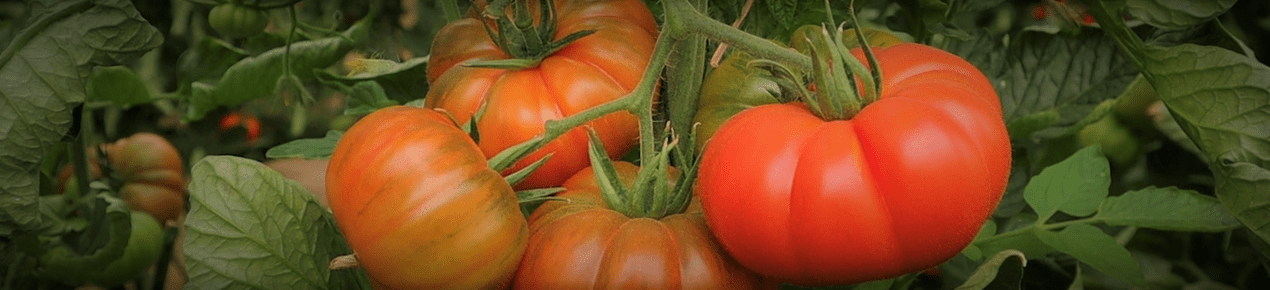 tomates_humus_lombriz_nostoc_biotech tomates